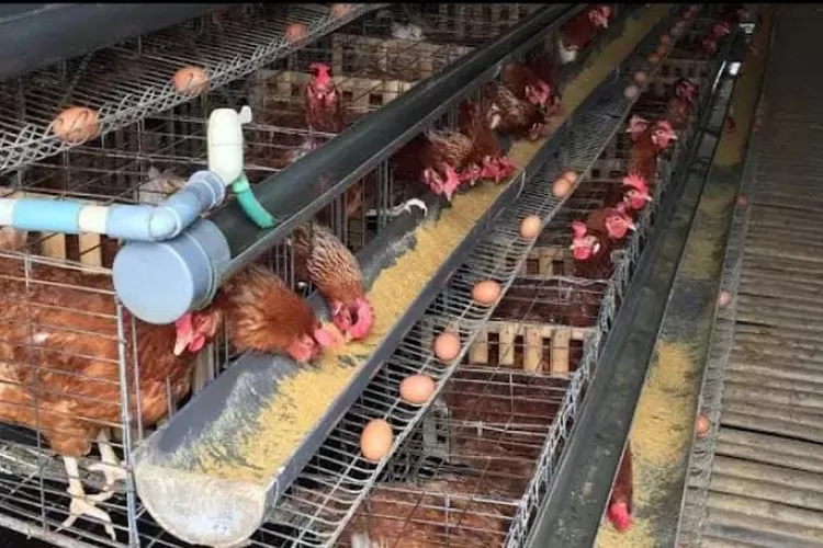 Tips Beternak Ayam Petelur untuk Pemula: Panduan Lengkap