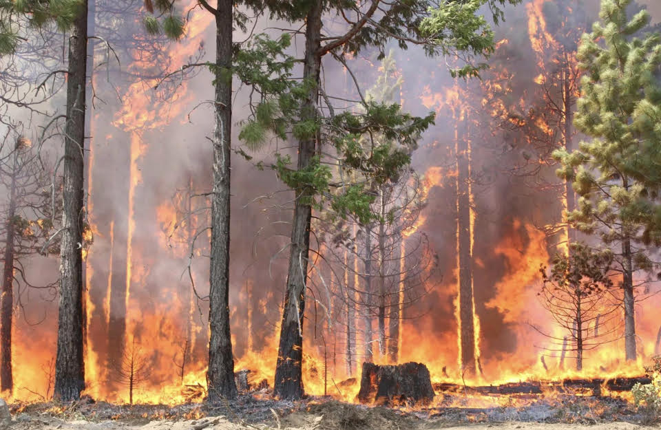 Dampak Negatif Kebakaran Hutan: Bencana yang Merusak Lingkungan dan Masyarakat