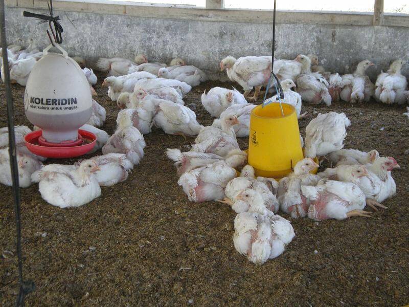 Cara Merawat Ayam Ternak Agar Tetap Sehat dan Produktif